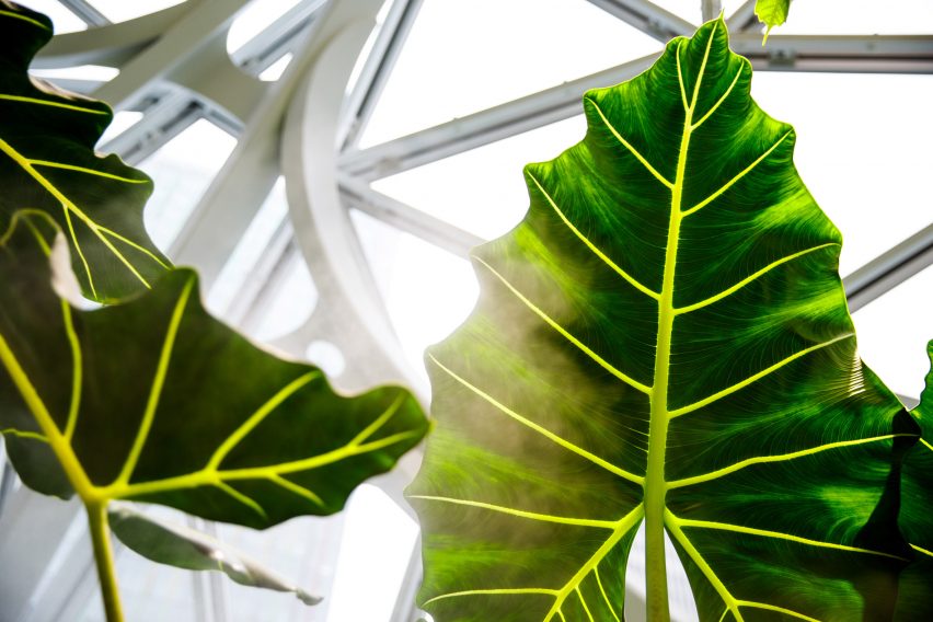 Amazon The Spheres