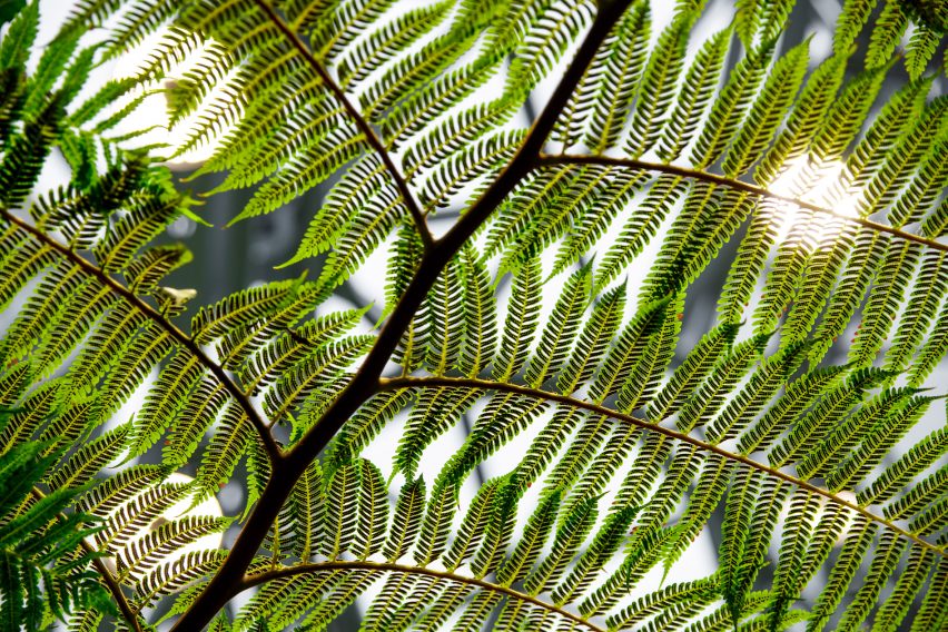 Amazon The Spheres