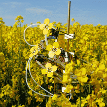 Synthetic Polleniser could help depleting bee population