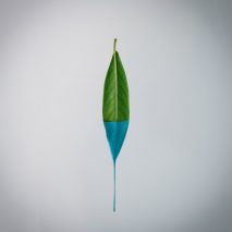 Finiture Green exhibition to showcase sustainable paint made from plants at Milan design week
