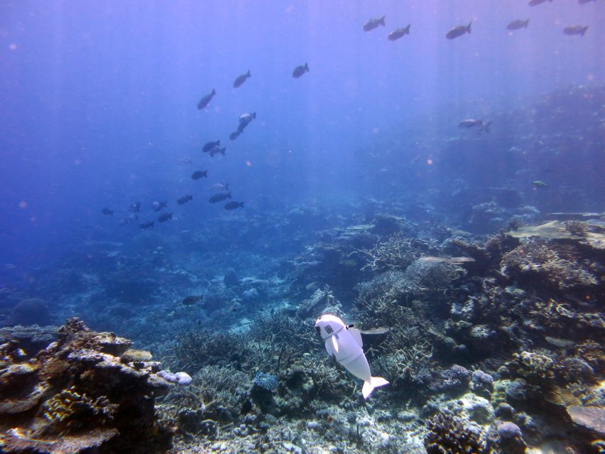 MIT reveal life-like soft robotic fish for documenting marine life