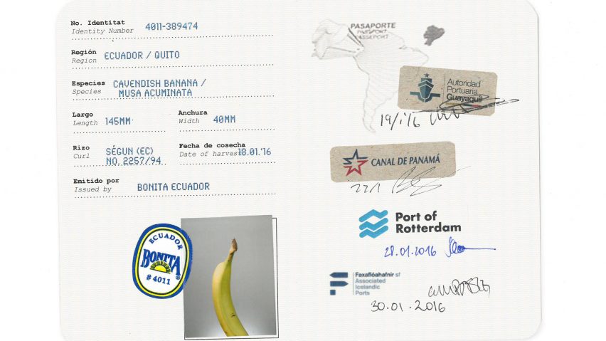 Icelandic Academy of the Arts graduates traced the global journey of a single banana from its originals to the store to show the complexity of the exportation process.