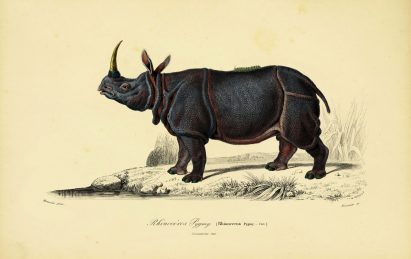 Moooi pays tribute to extinct animals with range of wallpaper and carpets