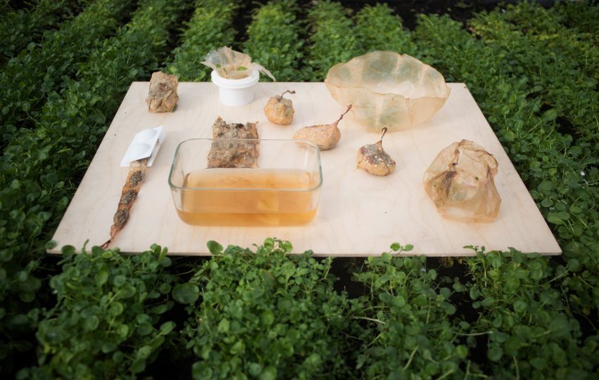 Roza Janusz creates sustainable food packaging that grows like a vegetable