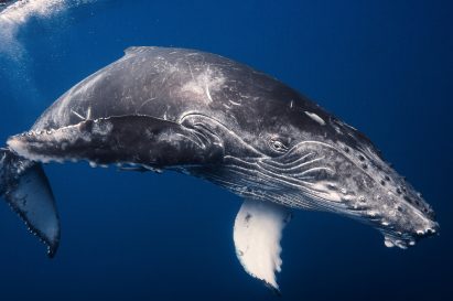 RCA graduates design robotic devices to help animals survive extinction
