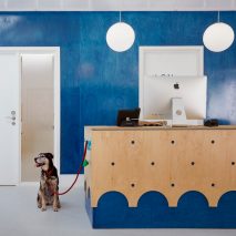 London animal hospital respects the age-old rivalry between cats and dogs