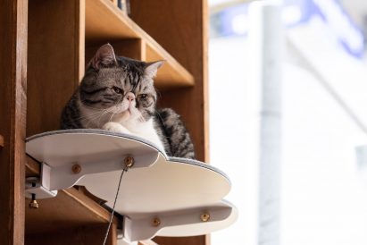Catssup by Studio Ryte
