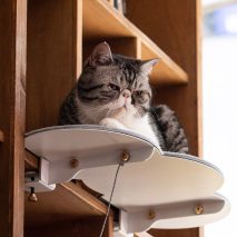 Catssup by Studio Ryte
