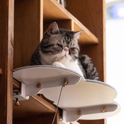 Catssup by Studio Ryte