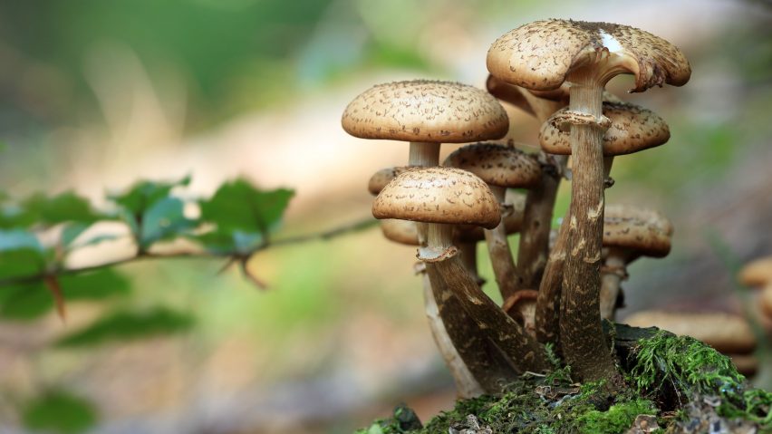 Mushrooms have the power to eat plastic say scientists