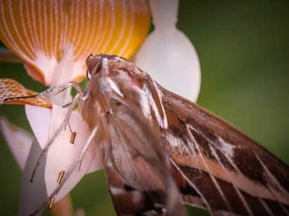Atelier Boelhouwer designs artificial flowers to help urban insects thrive