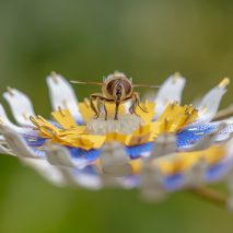 Atelier Boelhouwer designs artificial flowers to help urban insects thrive
