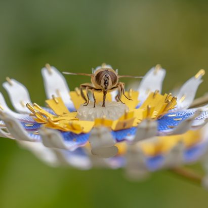 Atelier Boelhouwer designs artificial flowers to help urban insects thrive