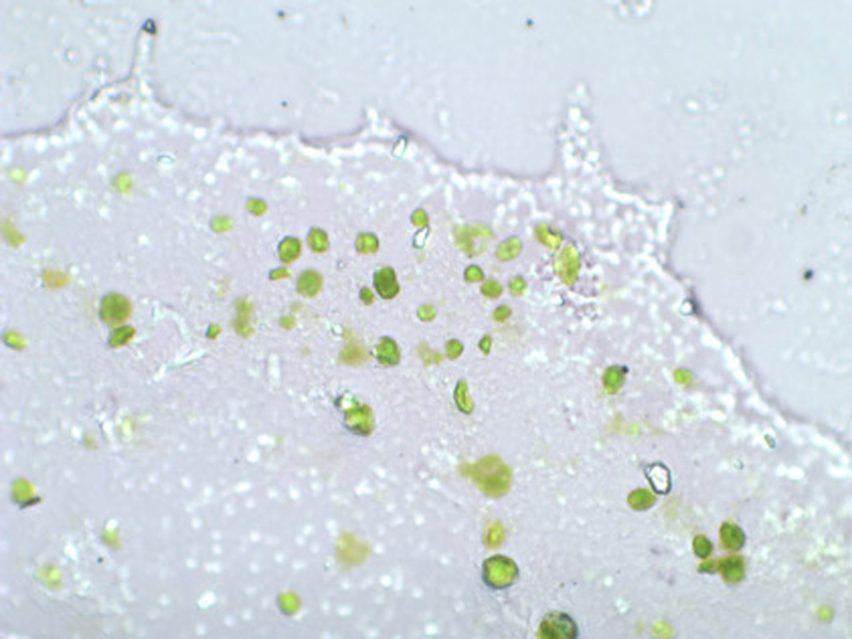 Algae curtain by ecoLogicStudio