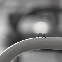 Oh Lovely Bee by Studio MK27 at Micasa Vol C