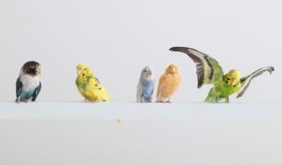 Breaking the Box by Sebastian ErraZuriz at R & Company