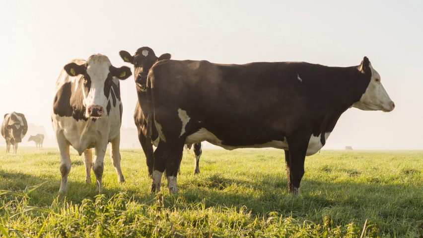 Vegan product design feature