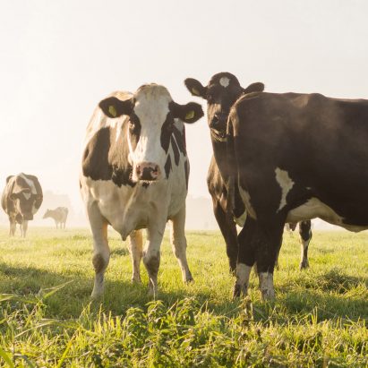 Vegan product design feature