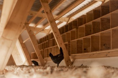 House of Chickens by SO Architecture