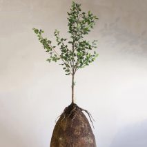 Capsula Mundi