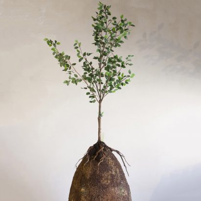 Capsula Mundi