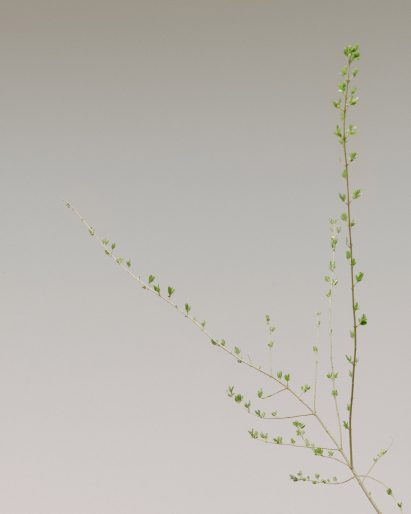 Adjacent Field installation of plants by Linda Tegg at Jil Sander for Milan design week