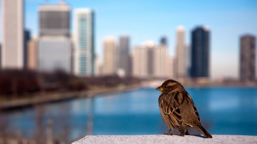US skyscrapers kill millions of birds a year reports find