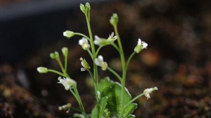 Salk Institute Ideal plant