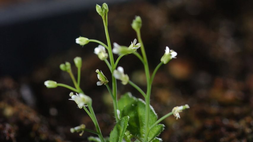 Salk Institute Ideal plant