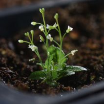 Salk Institute Ideal plant