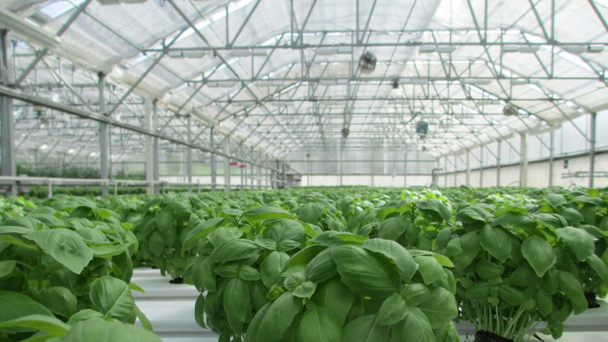 Hungary plans a carbon neutral greenhouse city powered by renewable energy