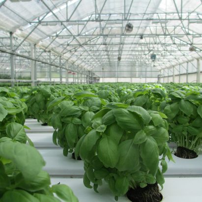 Hungary plans a carbon neutral greenhouse city powered by renewable energy