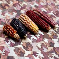 Mexican designer Fernando Laposse has developed Totomoxtle, a veneer material that uses the colourful husks of heirloom corn species and restores vital biodiversity.