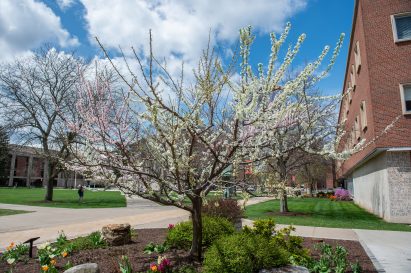 Tree Of 40 fruit by Sam Van Aken