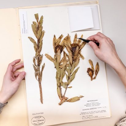 Alexandra Daisy Ginsberg Better Nature exhibition