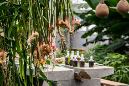 Babylonstoren Spice Garden by Malherbe Rust Architects