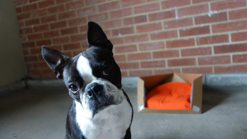 Rocky Brooks’ flat-pack rescue dog beds are affordable and recyclable