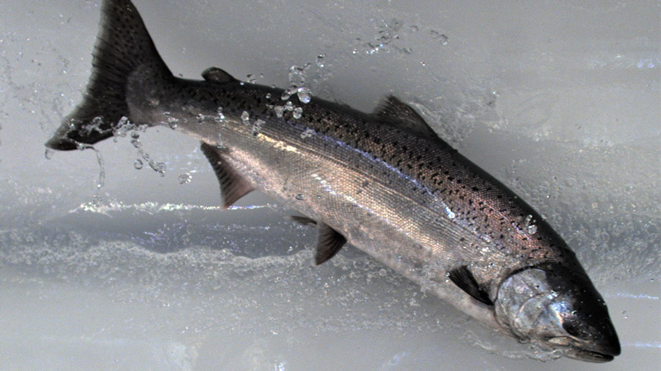 Whooshh Passage Portal fish tube