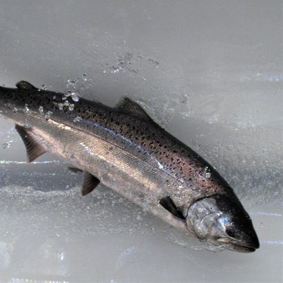 Whooshh Passage Portal fish tube
