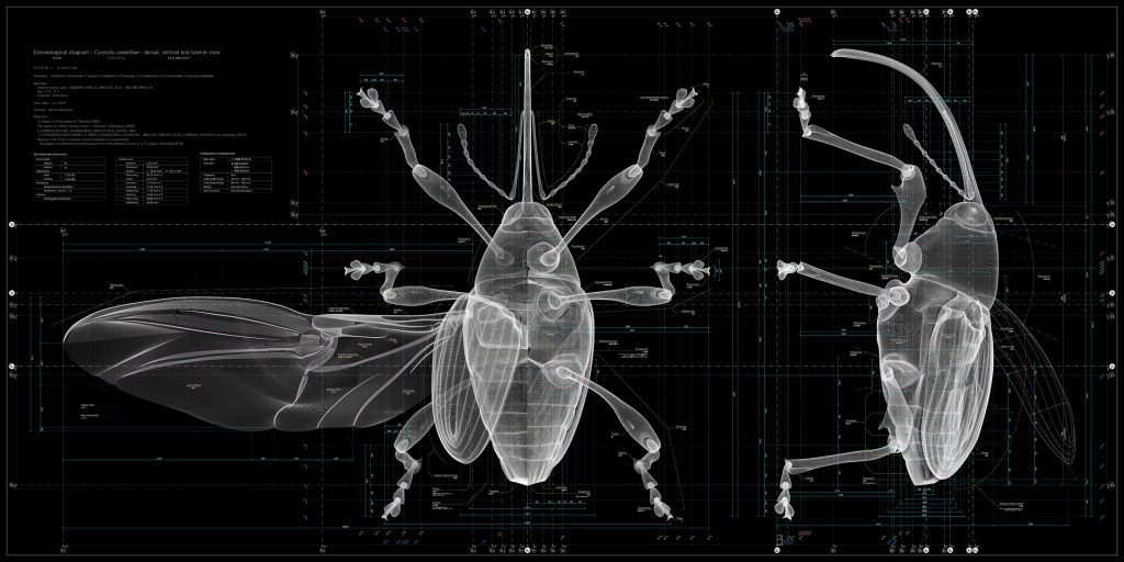 Insects: Models for Design at 21 21 Design Sight