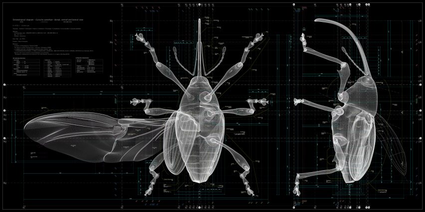 Insects: Models for Design at 21 21 Design Sight