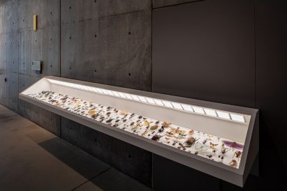 Insects: Models for Design at 21 21 Design Sight