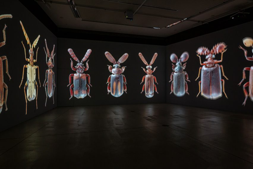Insects: Models for Design at 21 21 Design Sight