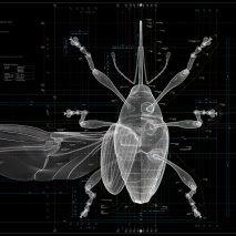 Insects: Models for Design at 21 21 Design Sight