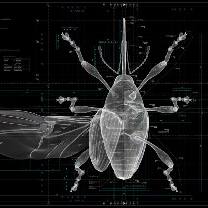 Insects: Models for Design at 21 21 Design Sight
