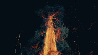 Odunpazari Modern Museum's inaugural exhibitions are Treehugger and In The Eyes of the Animal by Marshmallow Laser Feast