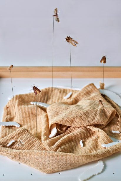 Chiara Tommencioni Pisapia uses moths to transform unwanted clothing into "precious" bio-waste material
