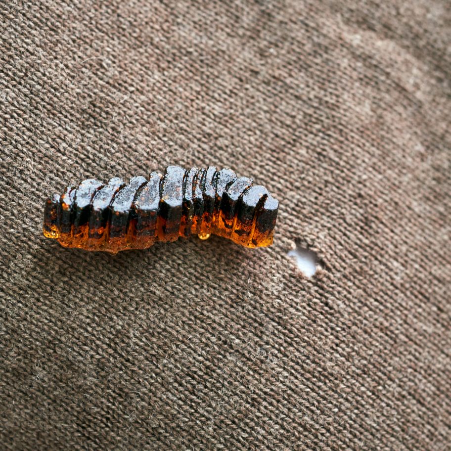 Chiara Tommencioni Pisapia uses moths to transform unwanted clothing into "precious" bio-waste material