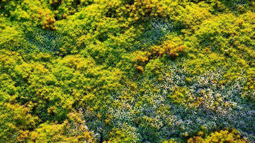 Celine Baumann Parliament of Plants