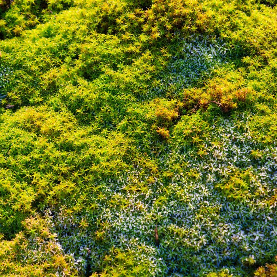 Celine Baumann Parliament of Plants